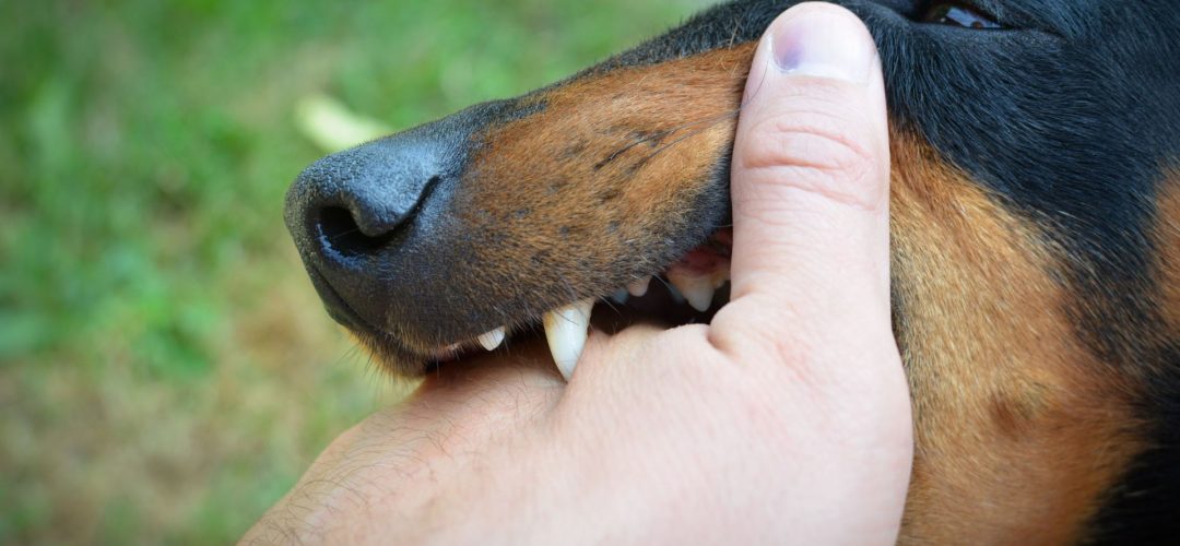 dog bite lawyers near me